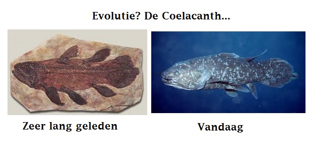 coelacanth3