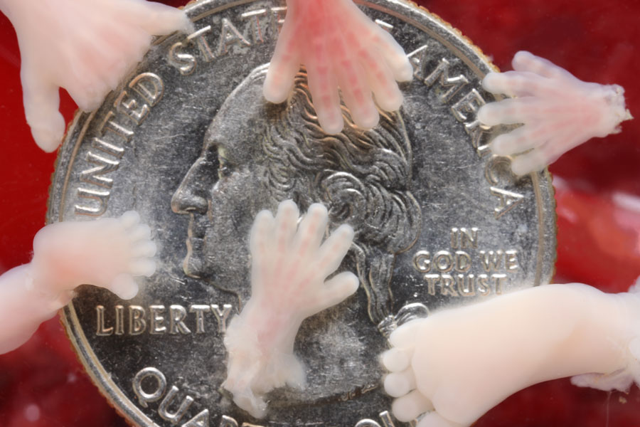 Ziekmakende experimenten met lichaamsdelen van geaborteerde foetussen bevestigen net hun&nbsp;menselijkheid