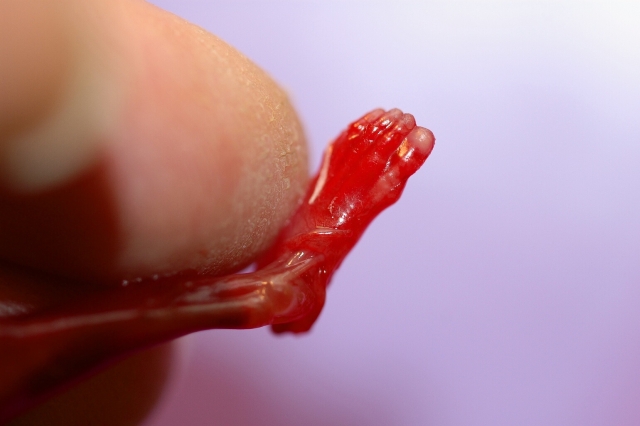 Open brief aan Kardinaal&nbsp;Eijk